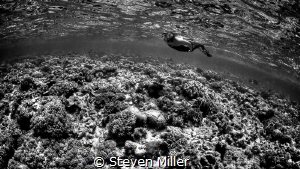 Shallow reeftop snorkeling by Steven Miller 